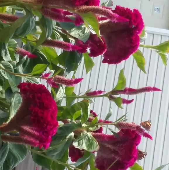 Meet your Posher, Laurie - Picture 2 of 6